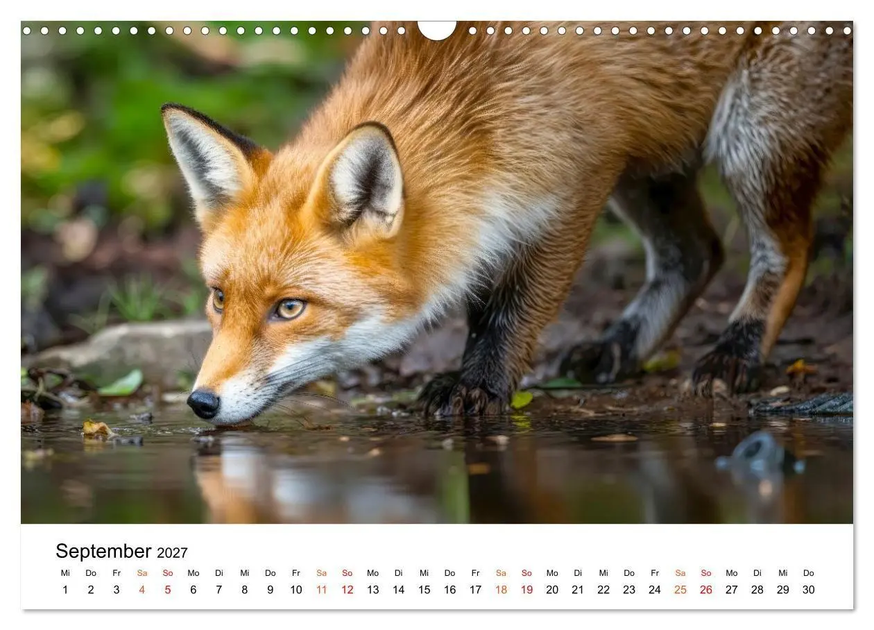 Bild: 9783516819441 | Füchse - Wanderer durch Moos und Farn (Wandkalender 2027 DIN A3...