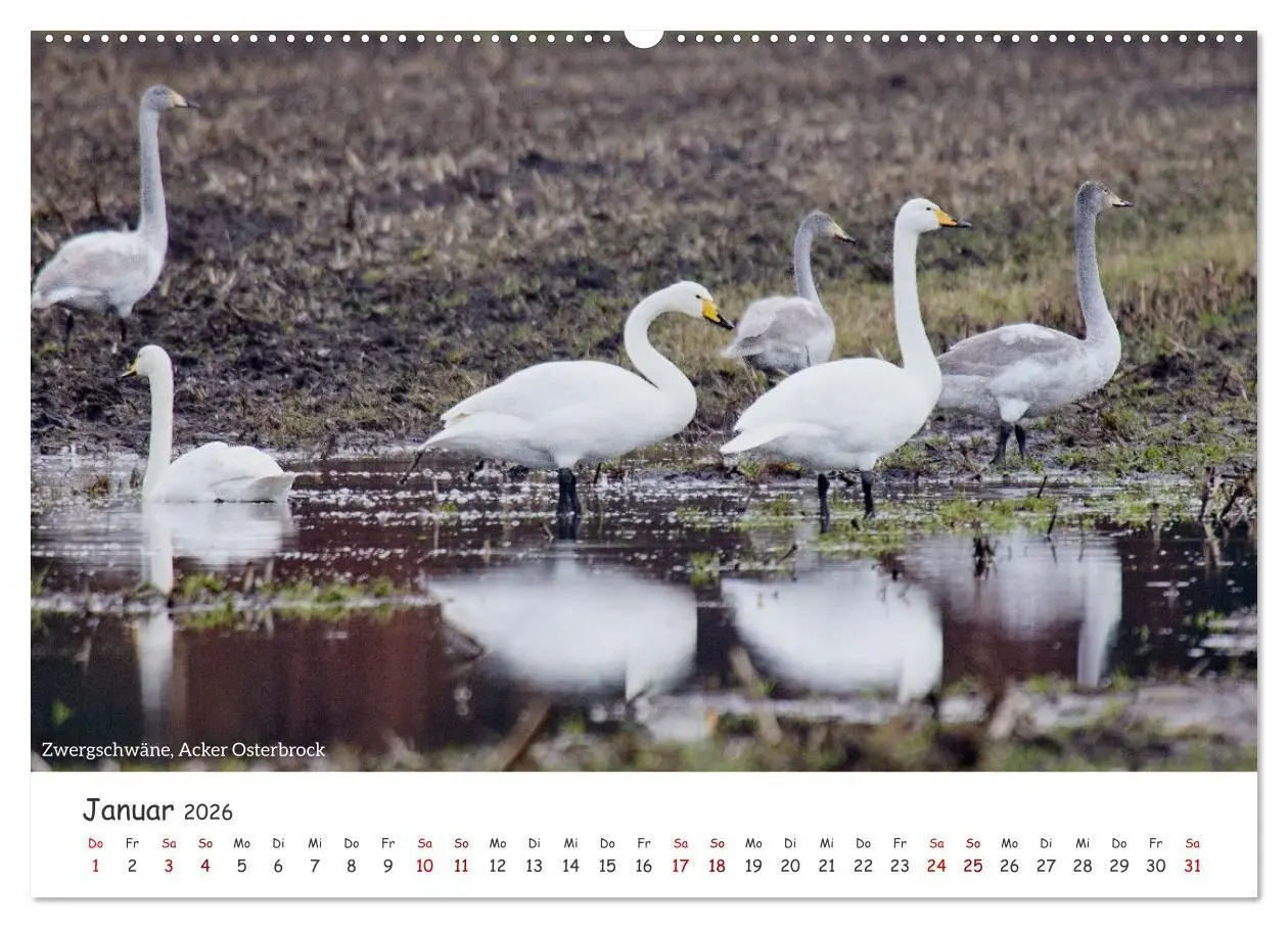 Bild: 9783516729641 | Emsland Impressionen (hochwertiger Premium Wandkalender 2026 DIN A2...