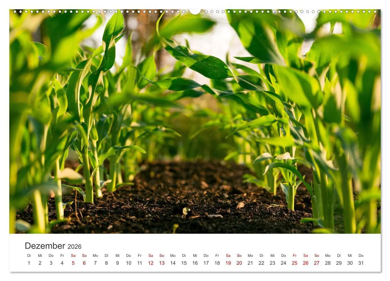 Bild: 9783457559741 | Frisches aus dem Gemüsegarten (hochwertiger Premium Wandkalender...