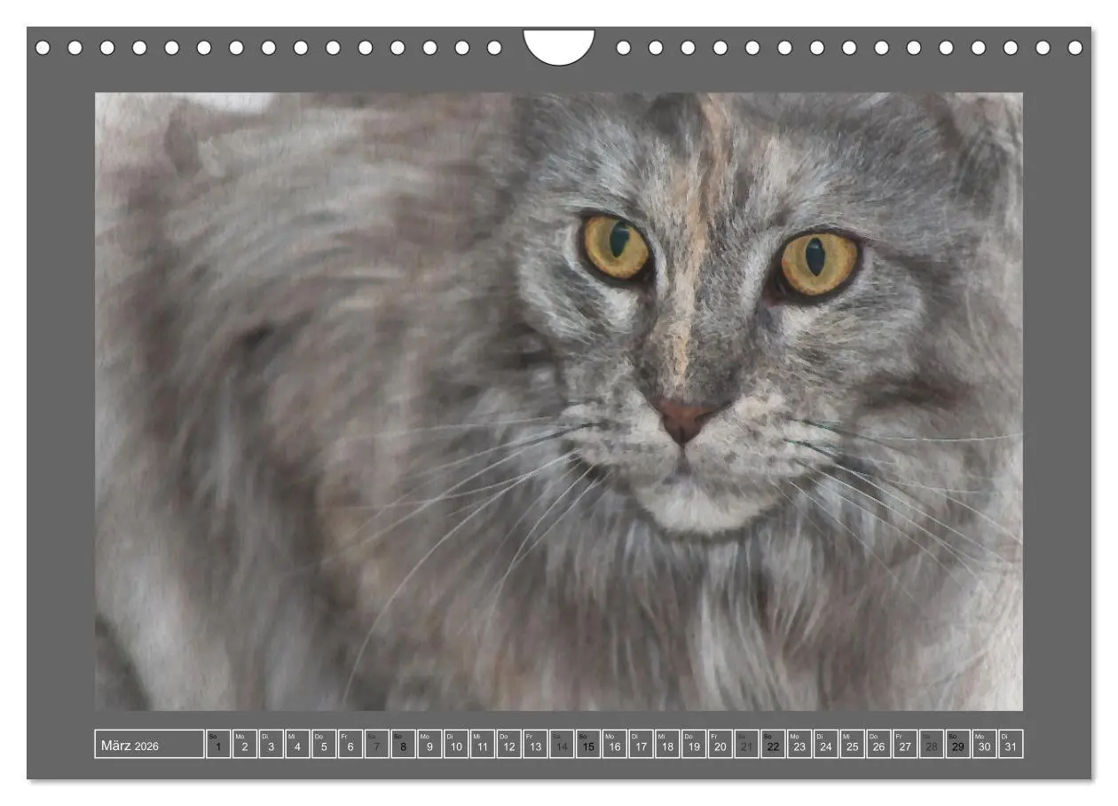 Bild: 9783457619841 | Maine Coon Aquarelle (Wandkalender 2026 DIN A4 quer), CALVENDO...