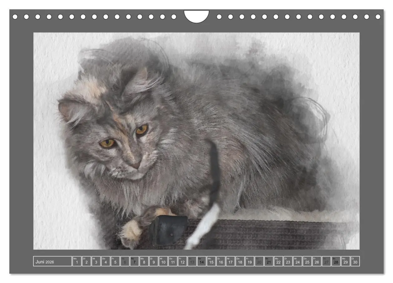 Bild: 9783457619841 | Maine Coon Aquarelle (Wandkalender 2026 DIN A4 quer), CALVENDO...