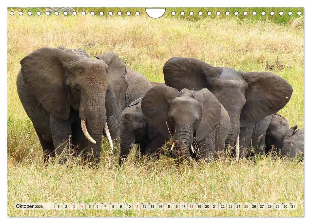 Bild: 9783457929841 | Tansania. Impressionen aus Ostafrika (Wandkalender 2026 DIN A4...