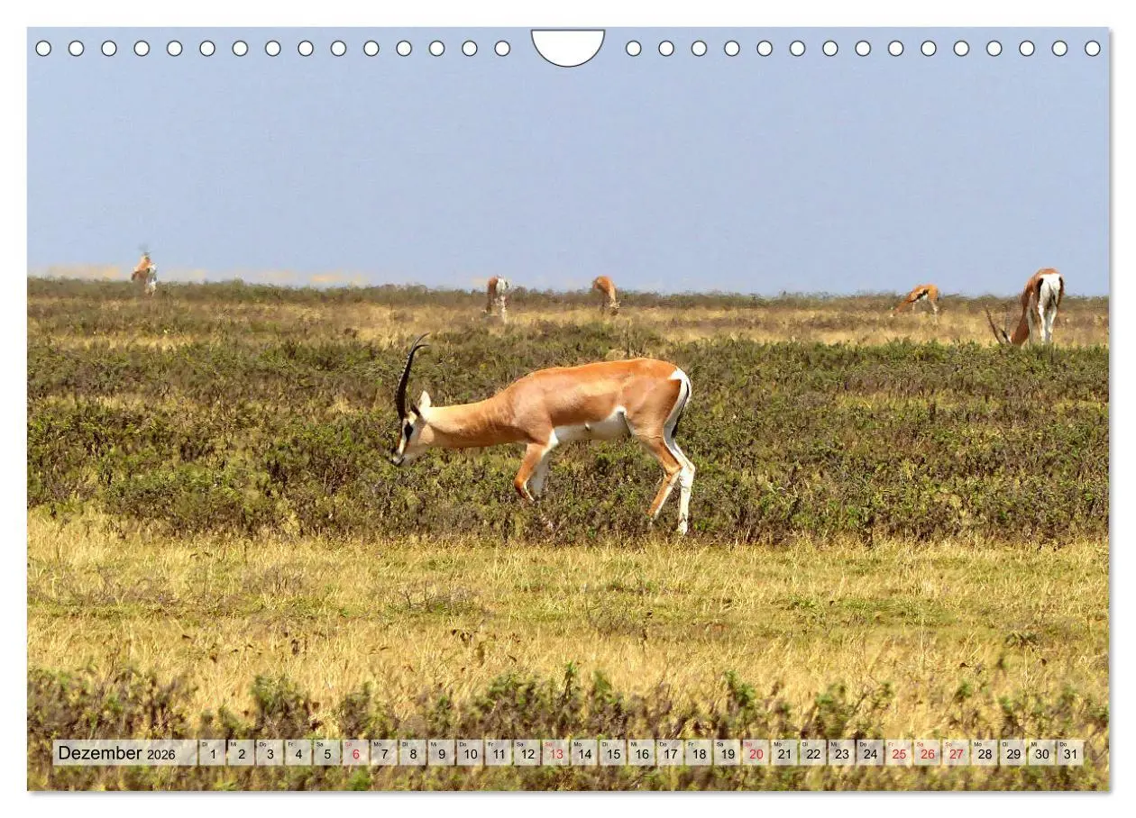 Bild: 9783457929841 | Tansania. Impressionen aus Ostafrika (Wandkalender 2026 DIN A4...