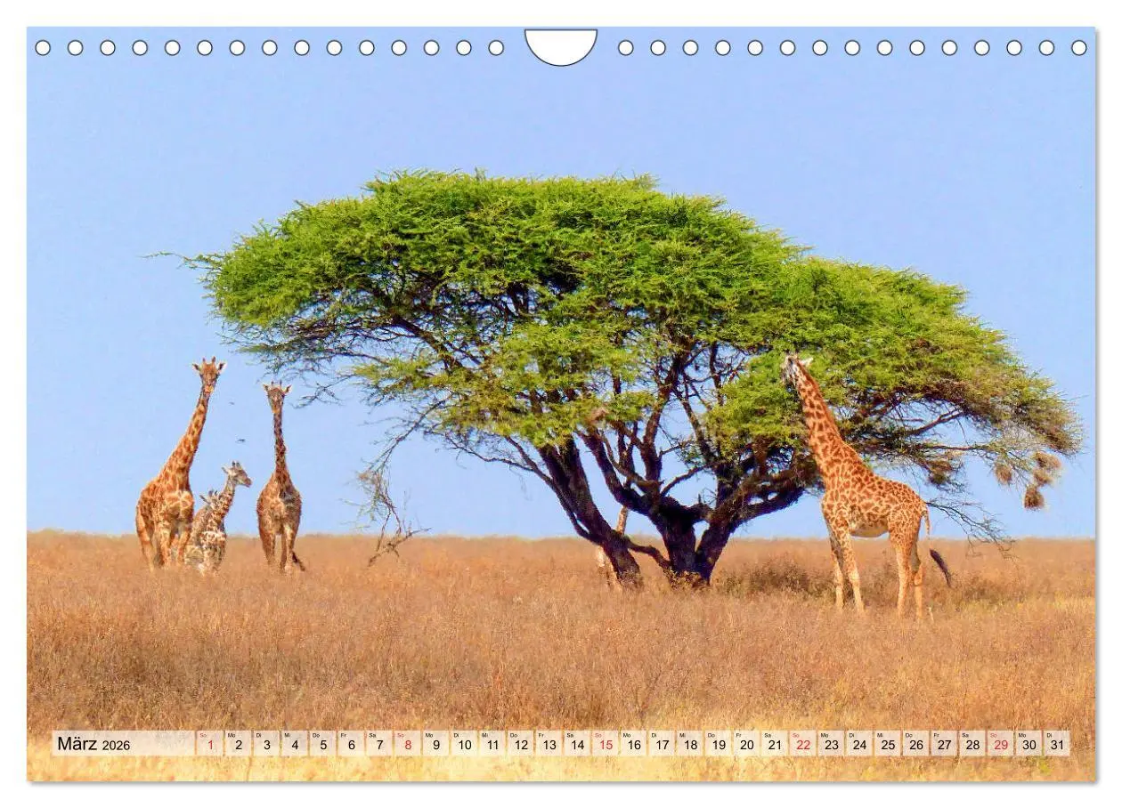 Bild: 9783457929841 | Tansania. Impressionen aus Ostafrika (Wandkalender 2026 DIN A4...