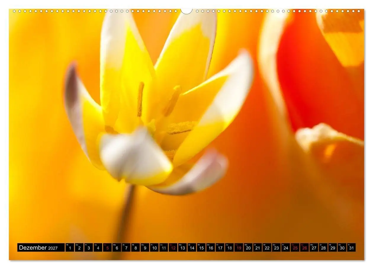Bild: 9783594099841 | BLUMEN Zauber der Farben und Formen (Wandkalender 2027 DIN A2...