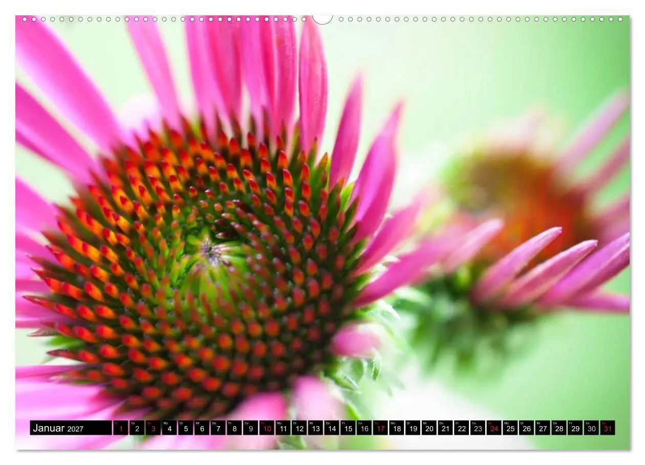 Bild: 9783594099841 | BLUMEN Zauber der Farben und Formen (Wandkalender 2027 DIN A2...