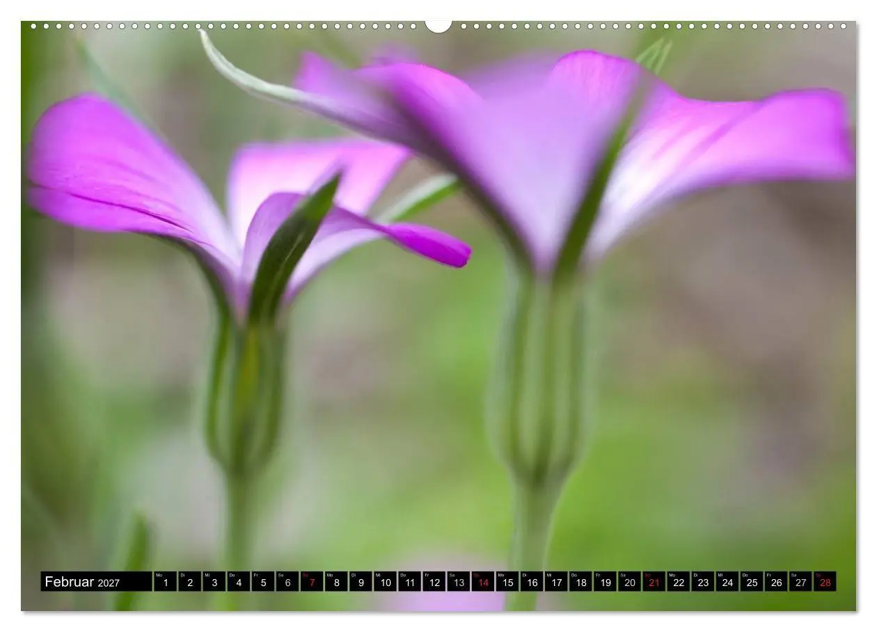 Bild: 9783594099841 | BLUMEN Zauber der Farben und Formen (Wandkalender 2027 DIN A2...