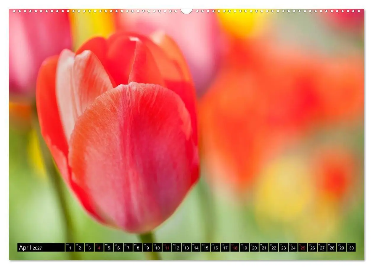 Bild: 9783594099841 | BLUMEN Zauber der Farben und Formen (Wandkalender 2027 DIN A2...