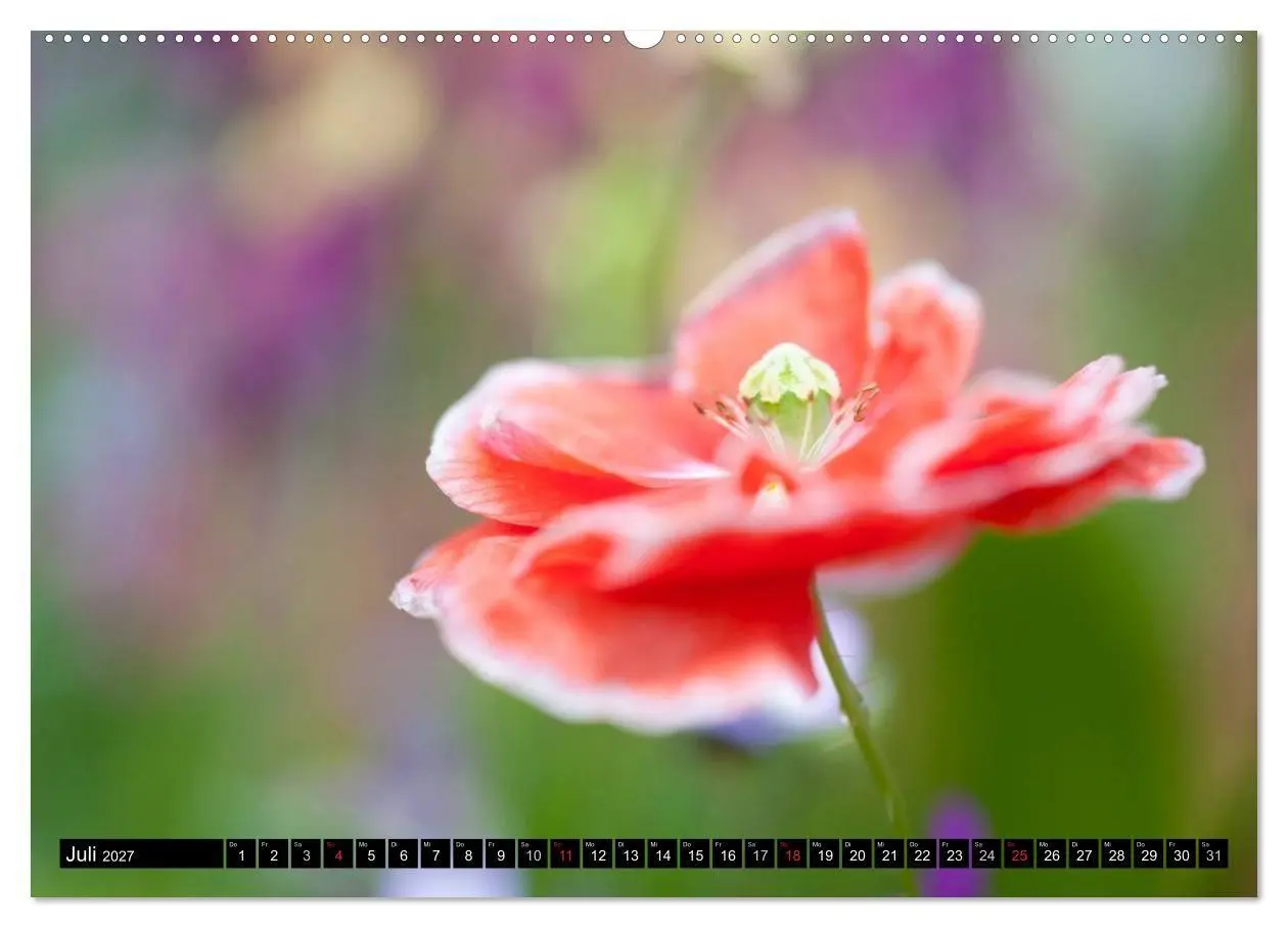 Bild: 9783594099841 | BLUMEN Zauber der Farben und Formen (Wandkalender 2027 DIN A2...