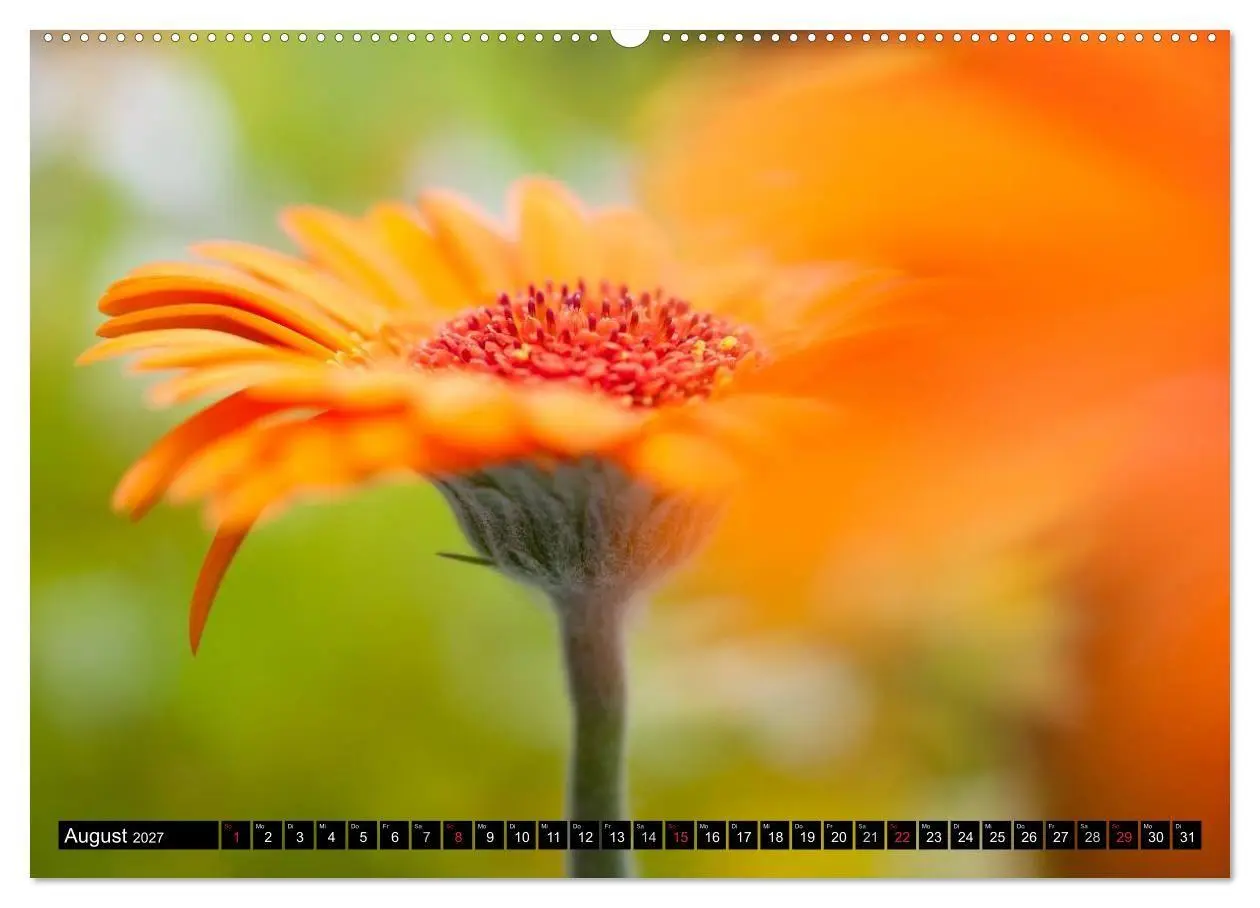 Bild: 9783594099841 | BLUMEN Zauber der Farben und Formen (Wandkalender 2027 DIN A2...