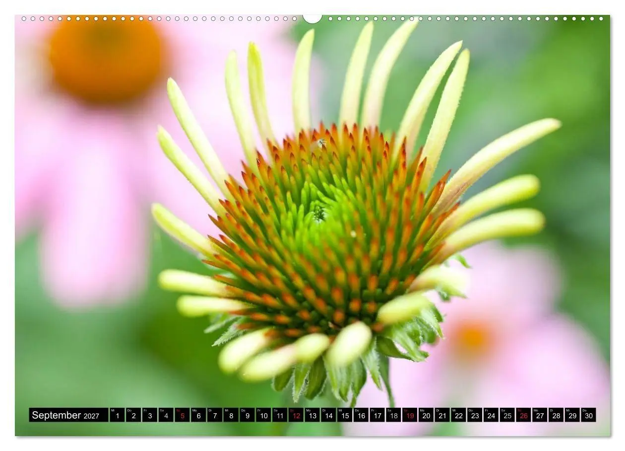 Bild: 9783594099841 | BLUMEN Zauber der Farben und Formen (Wandkalender 2027 DIN A2...