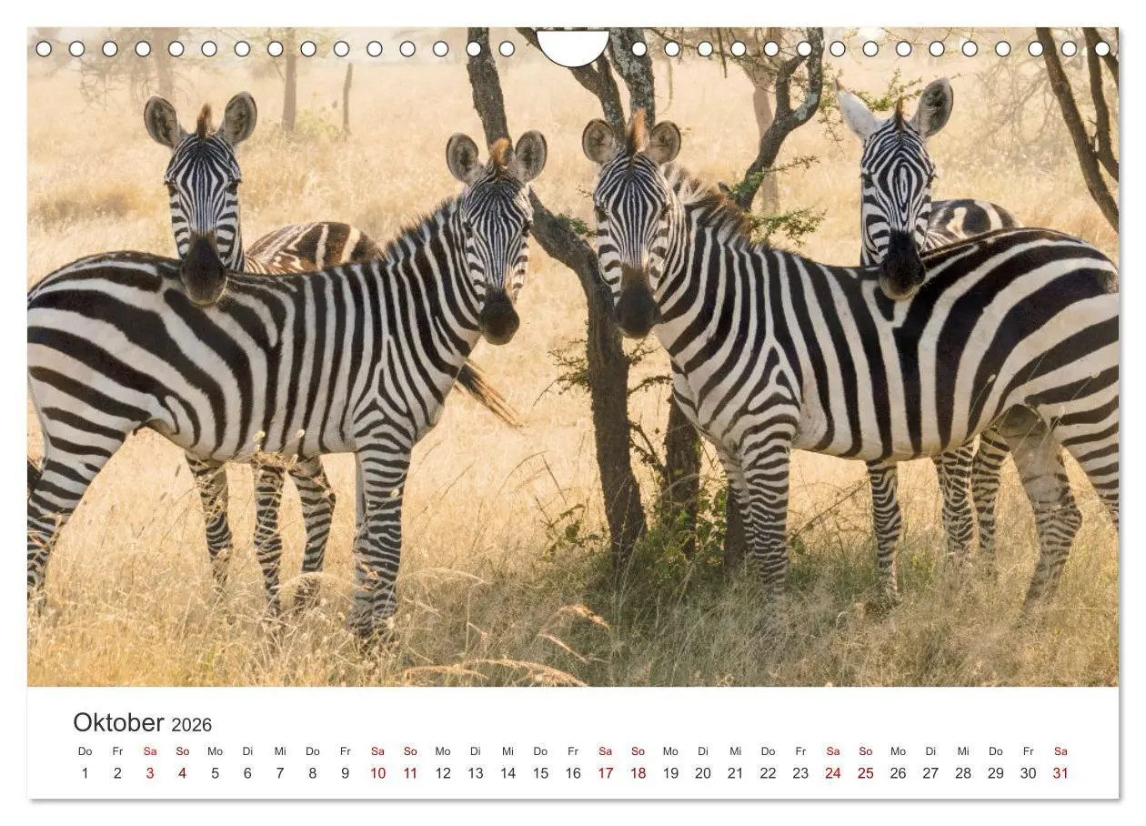 Bild: 9783457539941 | Zebras - Die gestreiften Vierbeiner. (Wandkalender 2026 DIN A4...