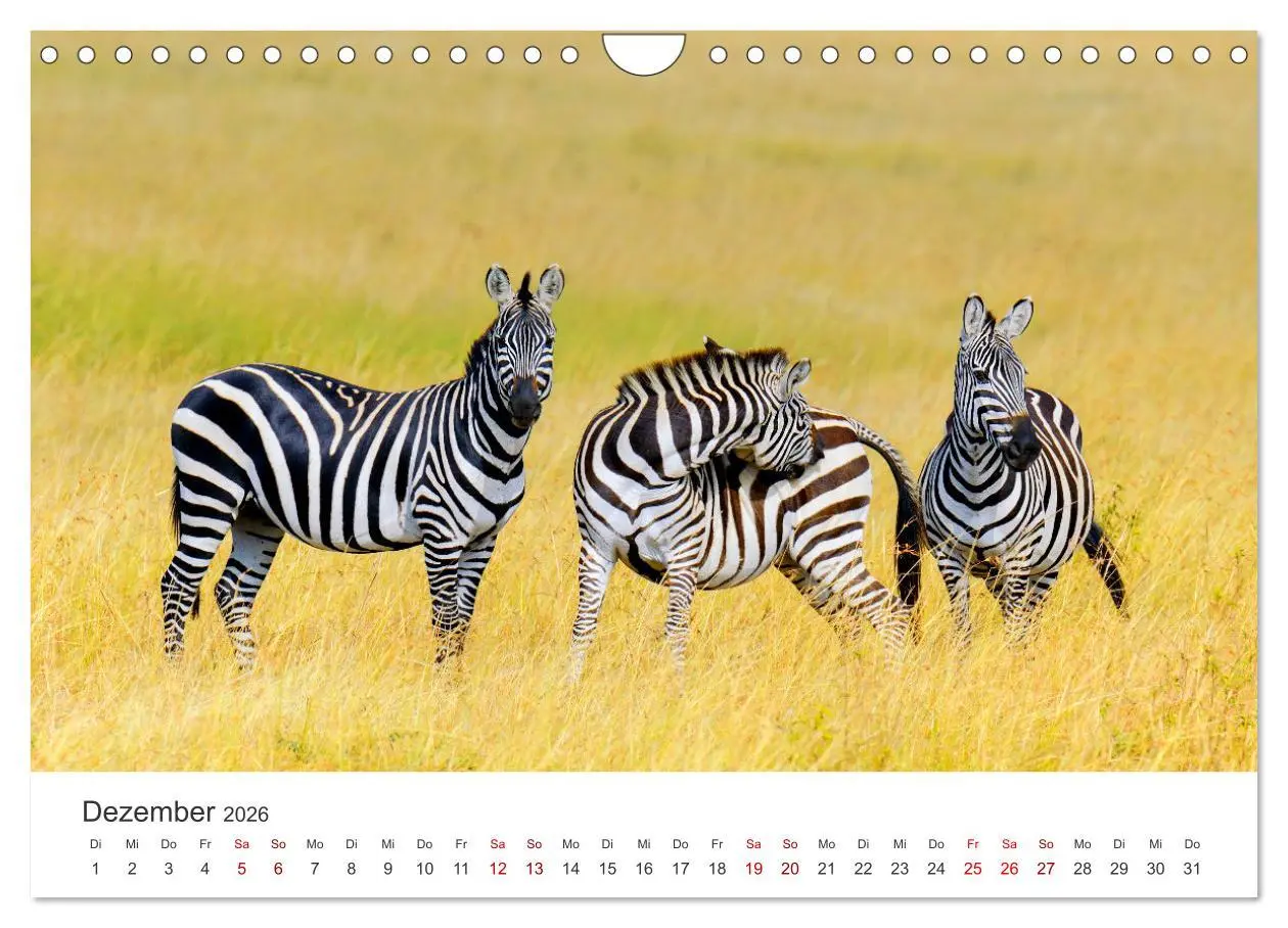 Bild: 9783457539941 | Zebras - Die gestreiften Vierbeiner. (Wandkalender 2026 DIN A4...