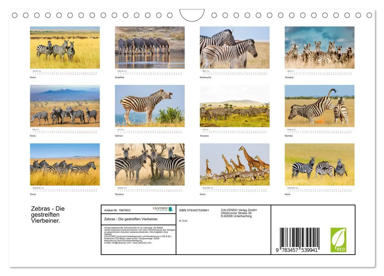 Bild: 9783457539941 | Zebras - Die gestreiften Vierbeiner. (Wandkalender 2026 DIN A4...
