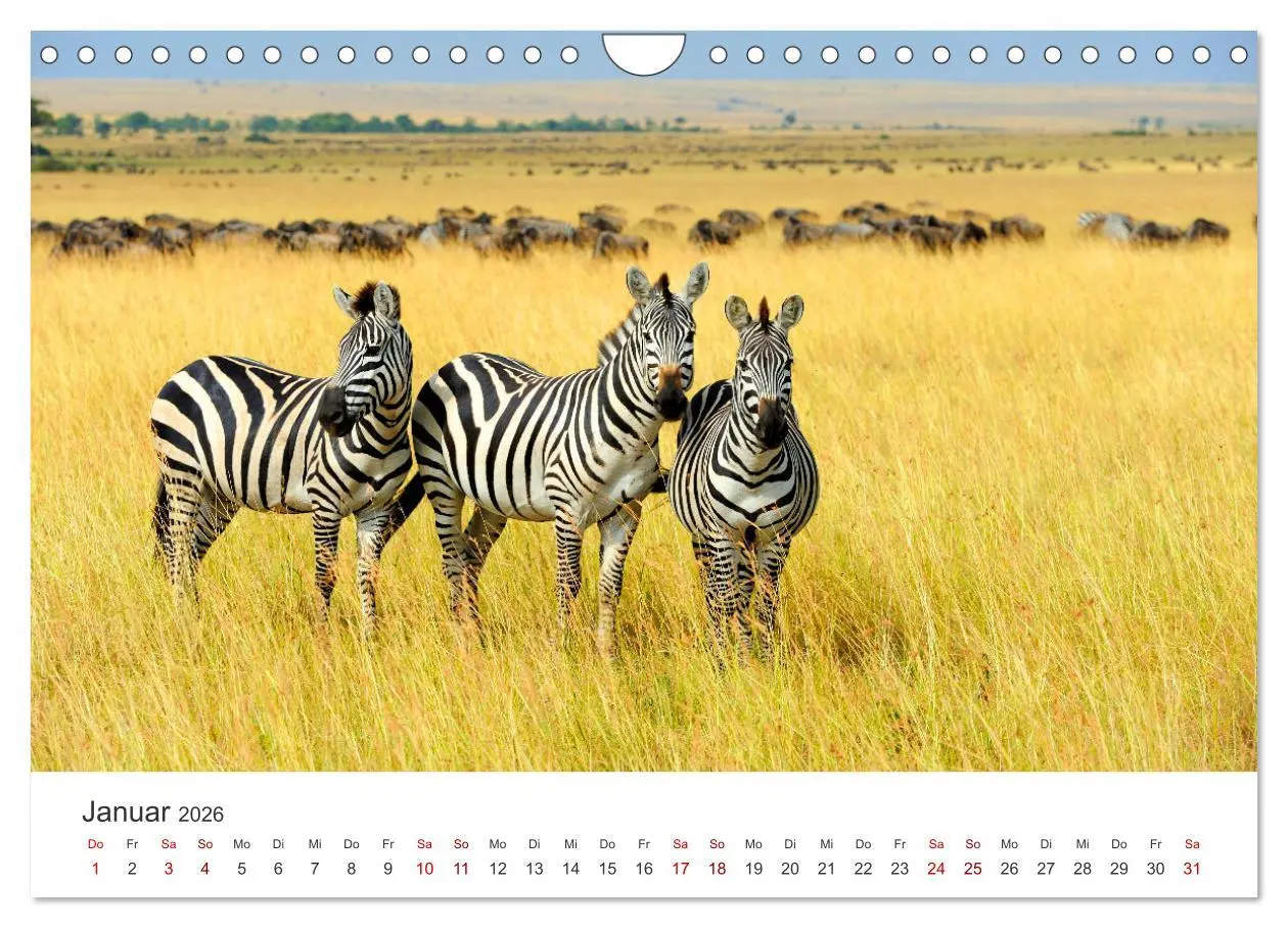 Bild: 9783457539941 | Zebras - Die gestreiften Vierbeiner. (Wandkalender 2026 DIN A4...