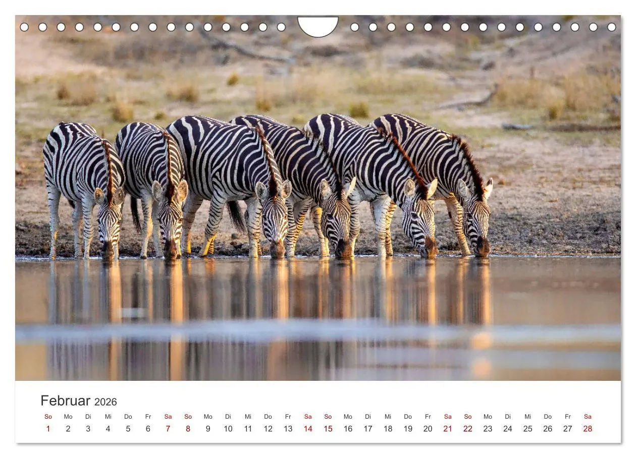 Bild: 9783457539941 | Zebras - Die gestreiften Vierbeiner. (Wandkalender 2026 DIN A4...