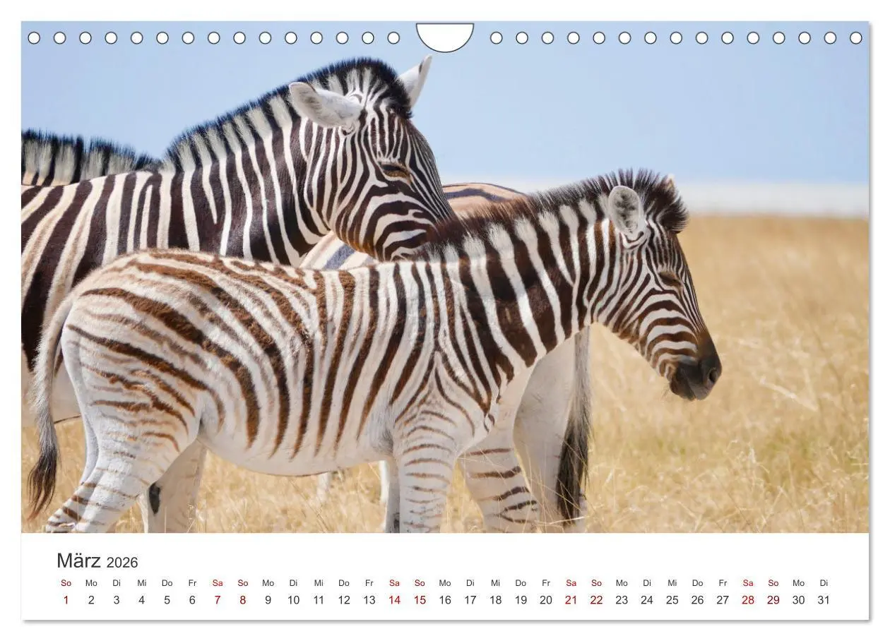 Bild: 9783457539941 | Zebras - Die gestreiften Vierbeiner. (Wandkalender 2026 DIN A4...