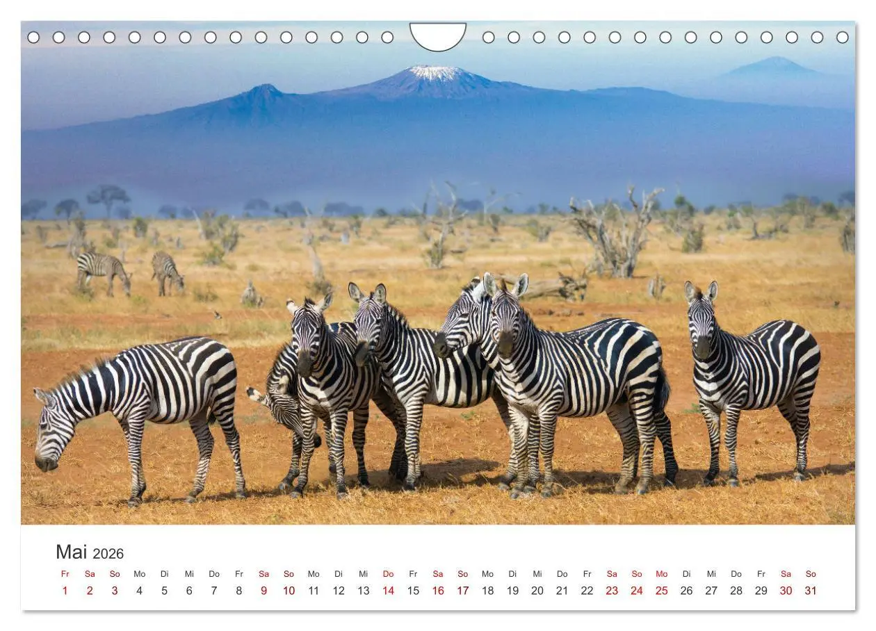 Bild: 9783457539941 | Zebras - Die gestreiften Vierbeiner. (Wandkalender 2026 DIN A4...