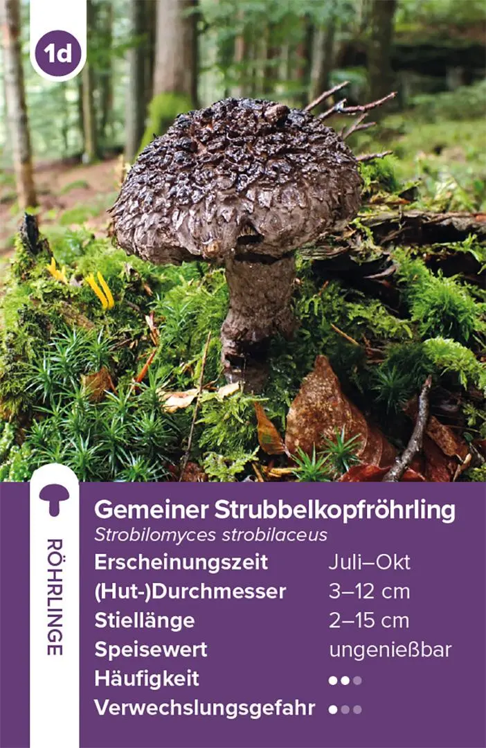 Bild: 9783258800042 | Einheimische Pilze - das Quartett-Spiel | Haupt Verlag | Spiel | 2025