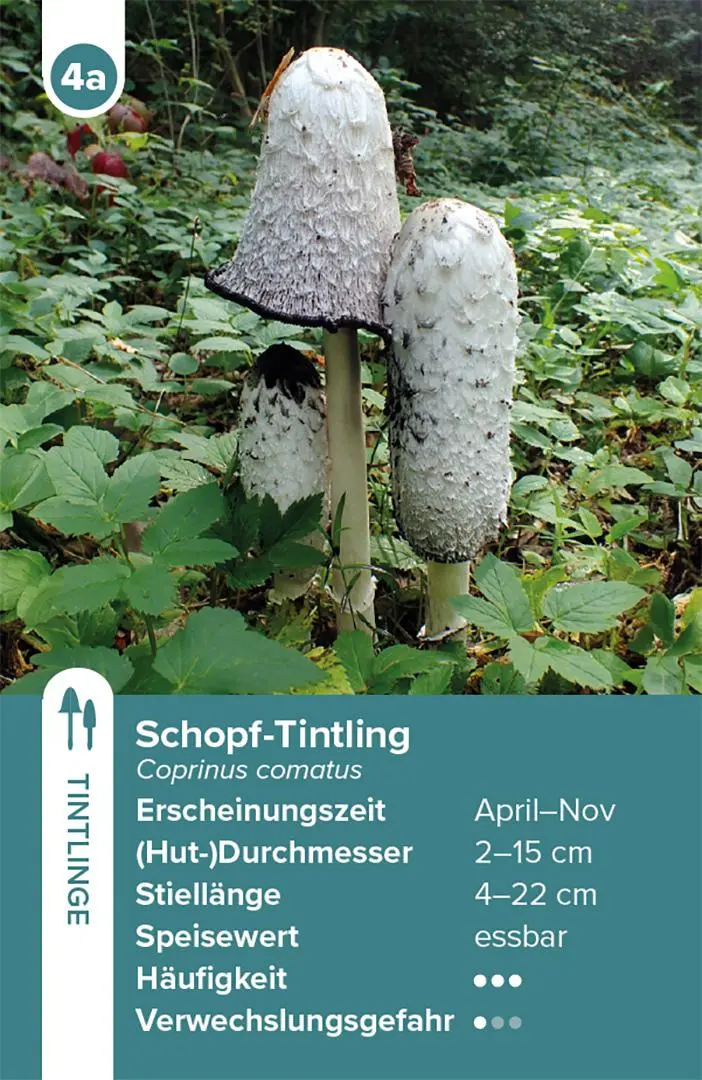 Bild: 9783258800042 | Einheimische Pilze - das Quartett-Spiel | Haupt Verlag | Spiel | 2025