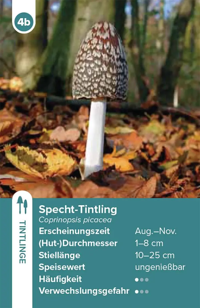 Bild: 9783258800042 | Einheimische Pilze - das Quartett-Spiel | Haupt Verlag | Spiel | 2025