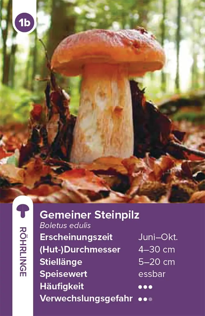 Bild: 9783258800042 | Einheimische Pilze - das Quartett-Spiel | Haupt Verlag | Spiel | 2025