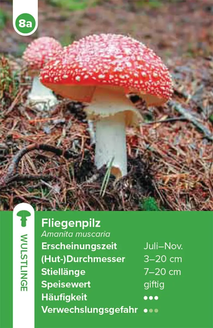 Bild: 9783258800042 | Einheimische Pilze - das Quartett-Spiel | Haupt Verlag | Spiel | 2025