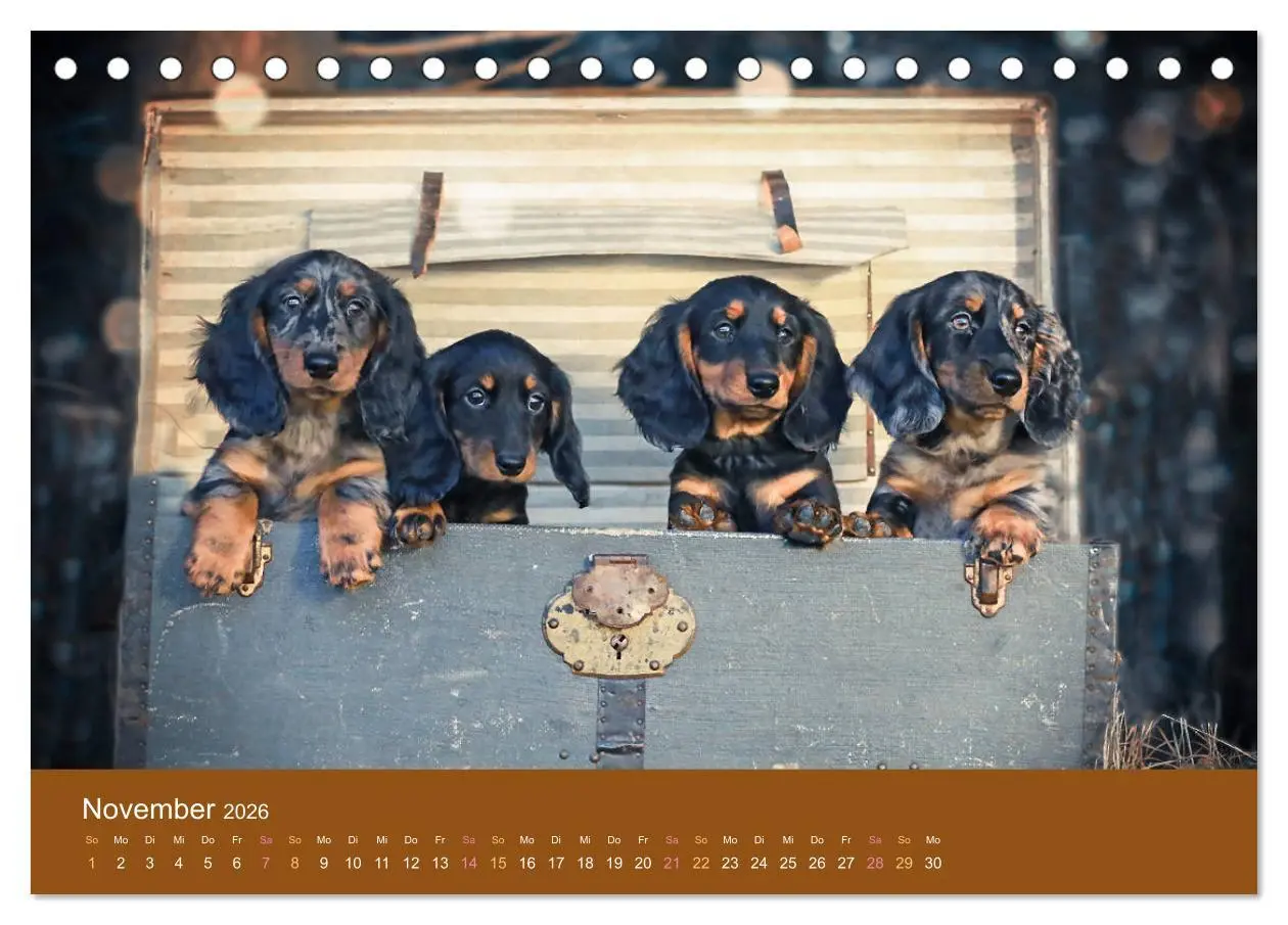 Bild: 9783457720042 | Der Dackel (Tischkalender 2026 DIN A5 quer), CALVENDO Monatskalender