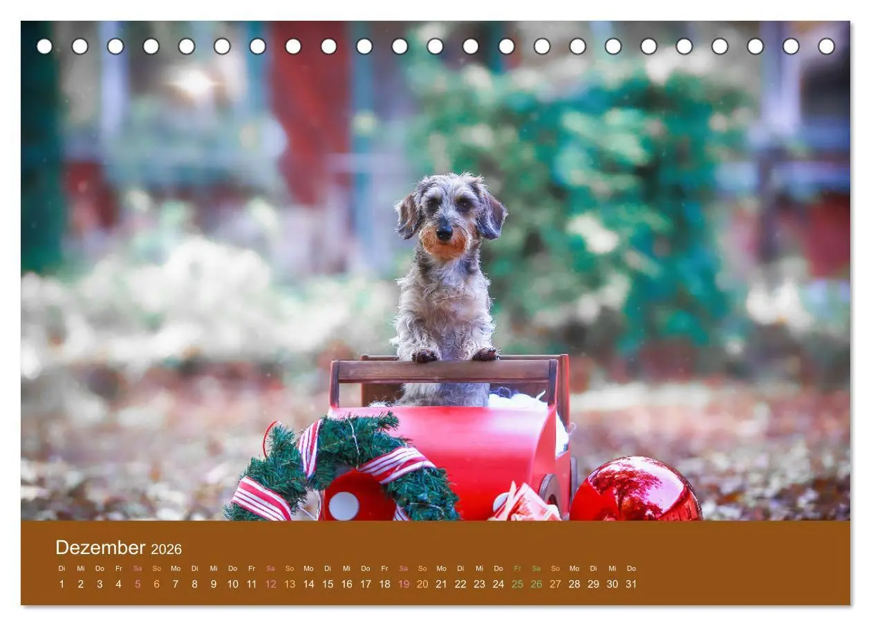 Bild: 9783457720042 | Der Dackel (Tischkalender 2026 DIN A5 quer), CALVENDO Monatskalender