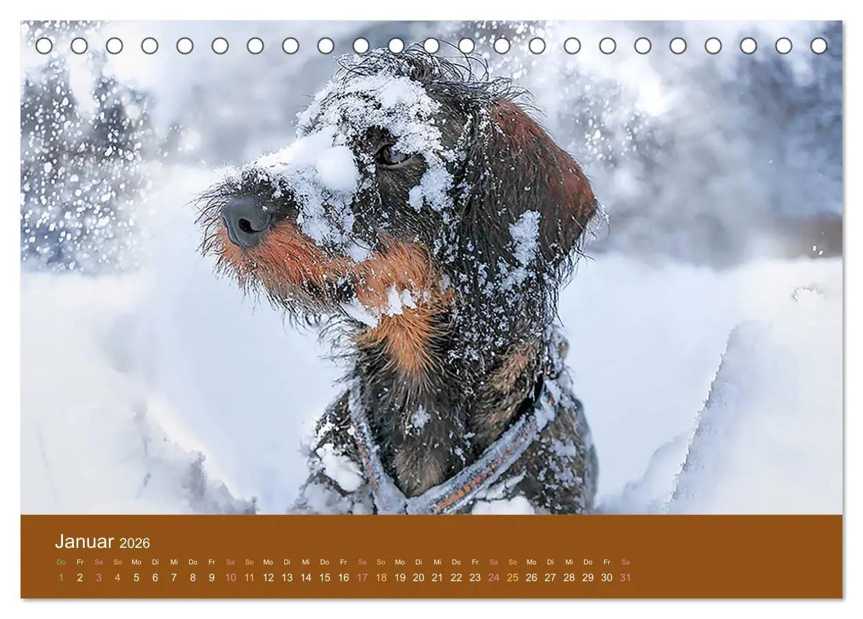 Bild: 9783457720042 | Der Dackel (Tischkalender 2026 DIN A5 quer), CALVENDO Monatskalender