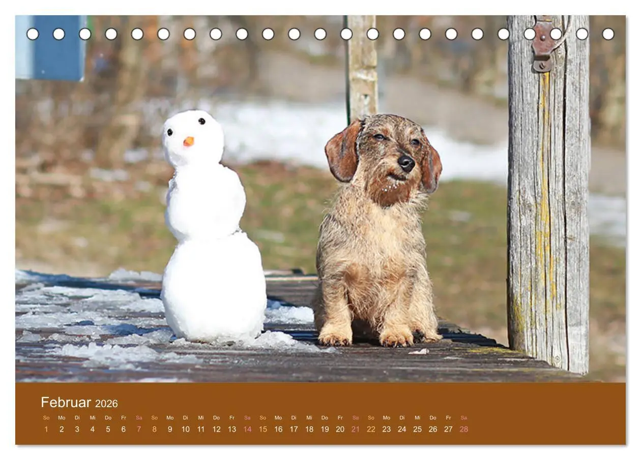 Bild: 9783457720042 | Der Dackel (Tischkalender 2026 DIN A5 quer), CALVENDO Monatskalender