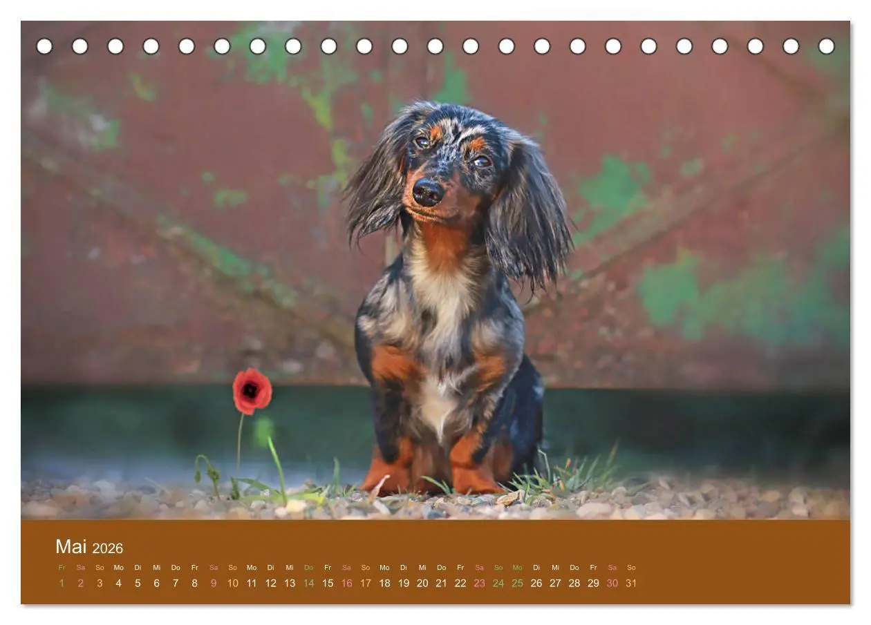Bild: 9783457720042 | Der Dackel (Tischkalender 2026 DIN A5 quer), CALVENDO Monatskalender