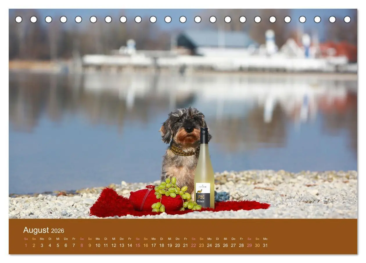 Bild: 9783457720042 | Der Dackel (Tischkalender 2026 DIN A5 quer), CALVENDO Monatskalender