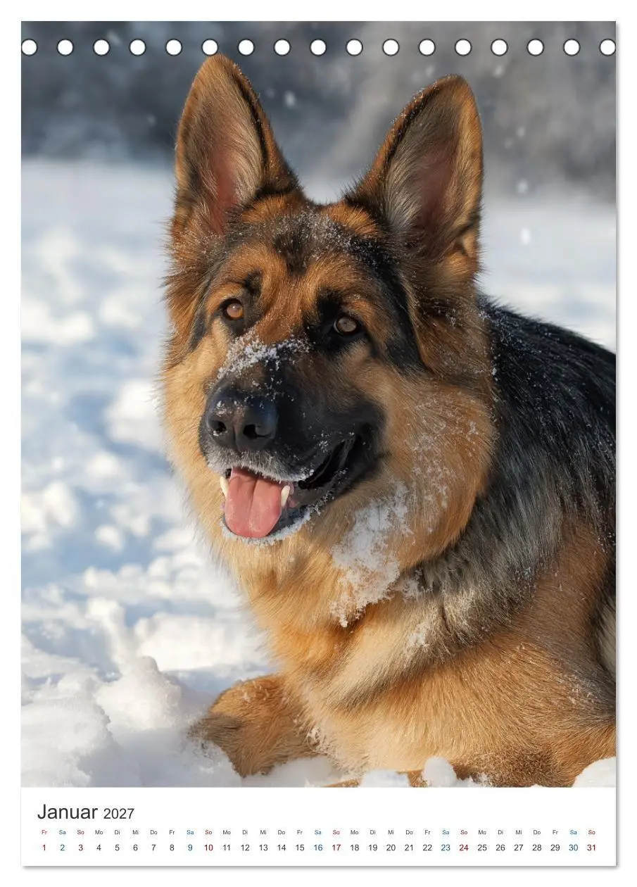 Bild: 9783516810042 | Seelenblick Schäferhund (Tischkalender 2027 DIN A5 hoch), CALVENDO...