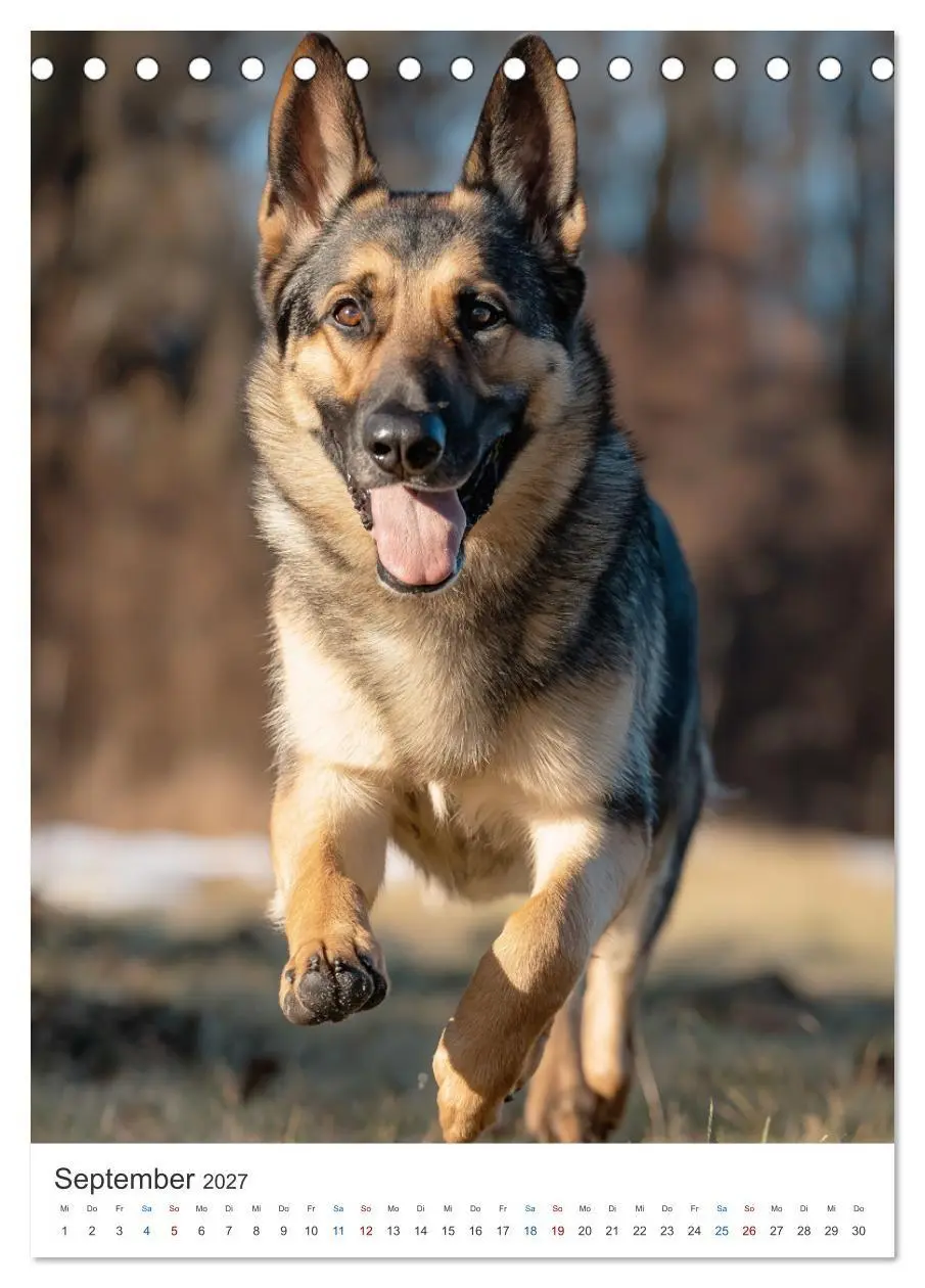 Bild: 9783516810042 | Seelenblick Schäferhund (Tischkalender 2027 DIN A5 hoch), CALVENDO...
