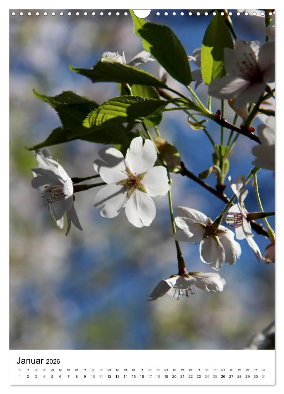 Bild: 9783516410242 | Japan - Kirschblüten (Wandkalender 2026 DIN A3 hoch), CALVENDO...