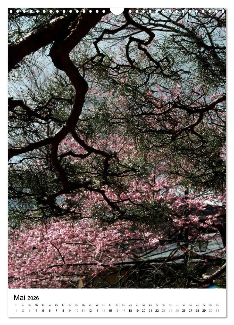 Bild: 9783516410242 | Japan - Kirschblüten (Wandkalender 2026 DIN A3 hoch), CALVENDO...