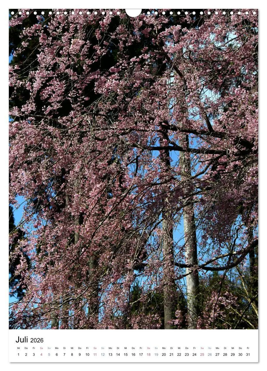 Bild: 9783516410242 | Japan - Kirschblüten (Wandkalender 2026 DIN A3 hoch), CALVENDO...