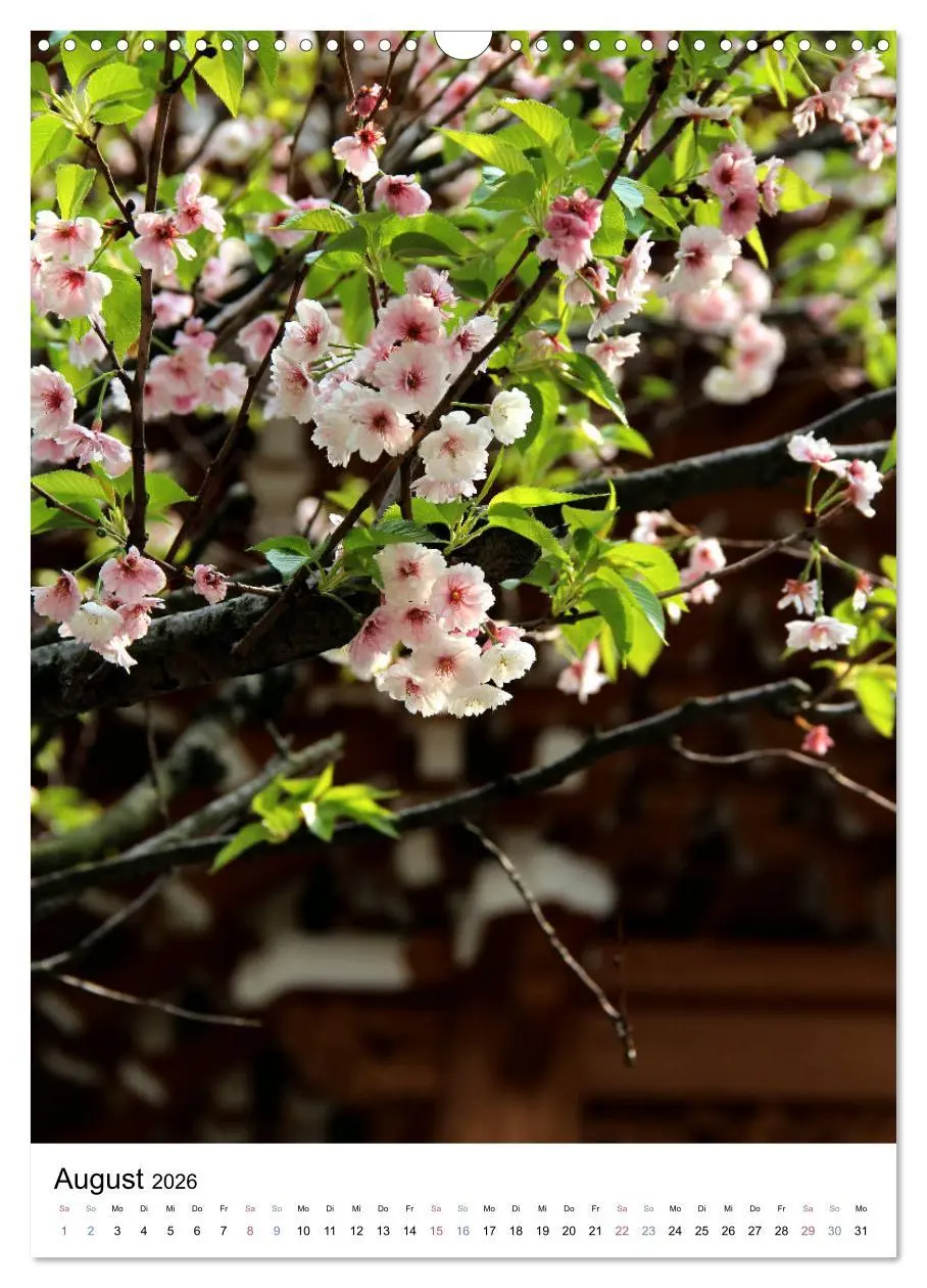 Bild: 9783516410242 | Japan - Kirschblüten (Wandkalender 2026 DIN A3 hoch), CALVENDO...