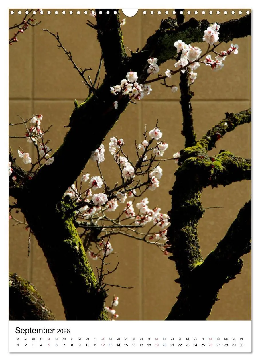 Bild: 9783516410242 | Japan - Kirschblüten (Wandkalender 2026 DIN A3 hoch), CALVENDO...
