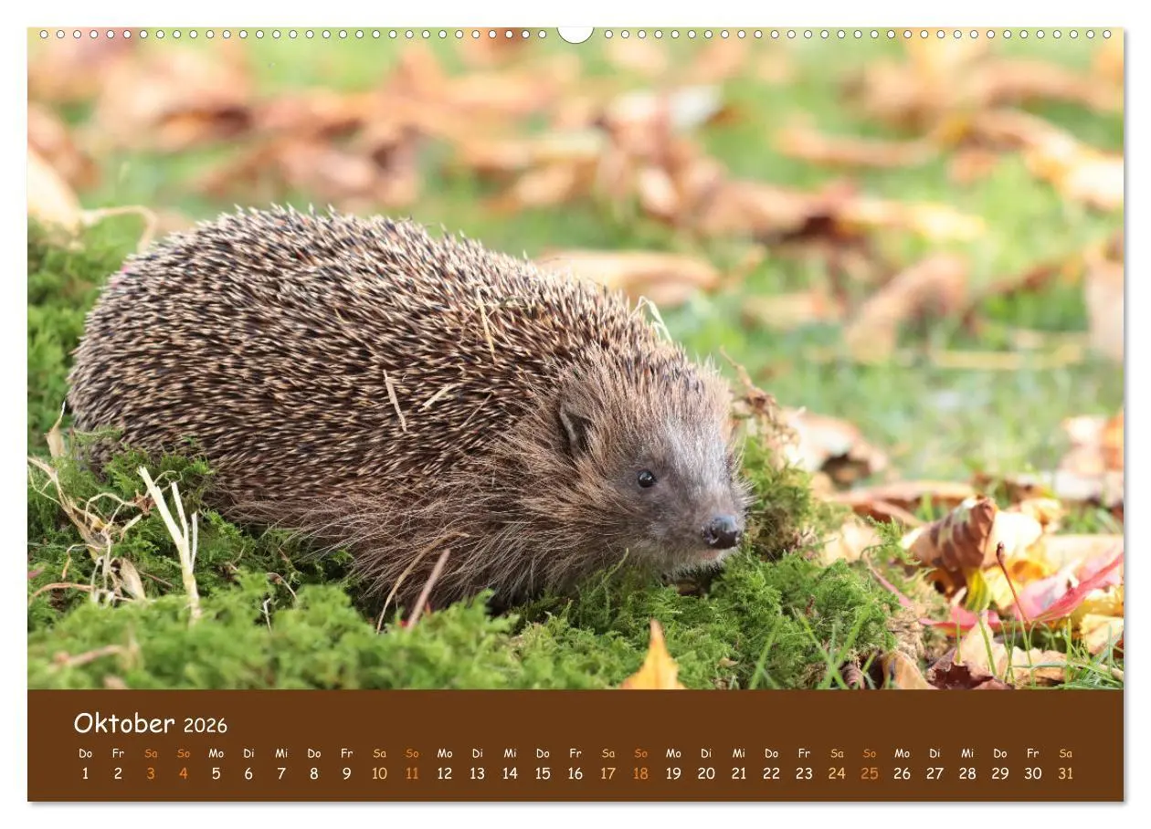 Bild: 9783457600542 | ES WIRD WILD Wildtiere von klein bis groß (hochwertiger Premium...