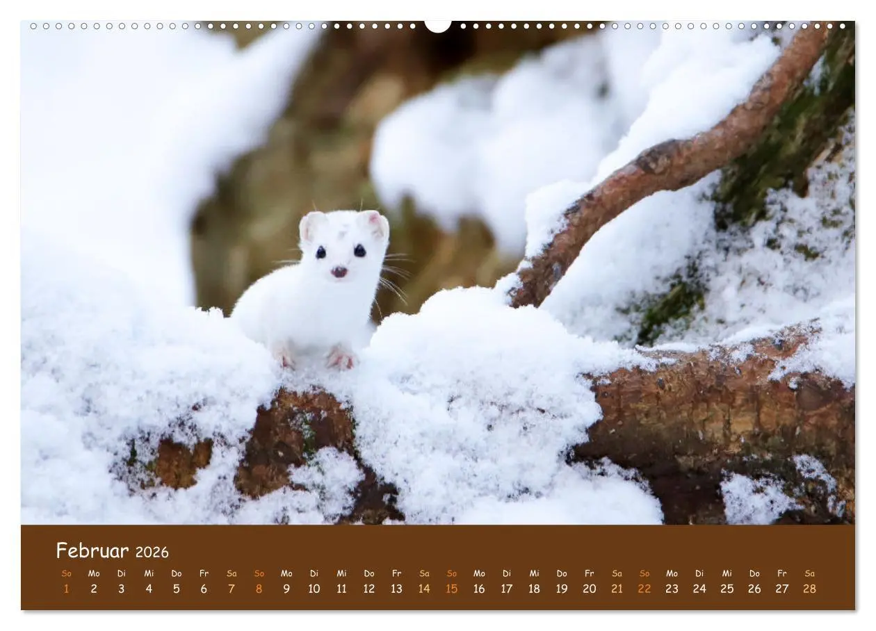 Bild: 9783457600542 | ES WIRD WILD Wildtiere von klein bis groß (hochwertiger Premium...