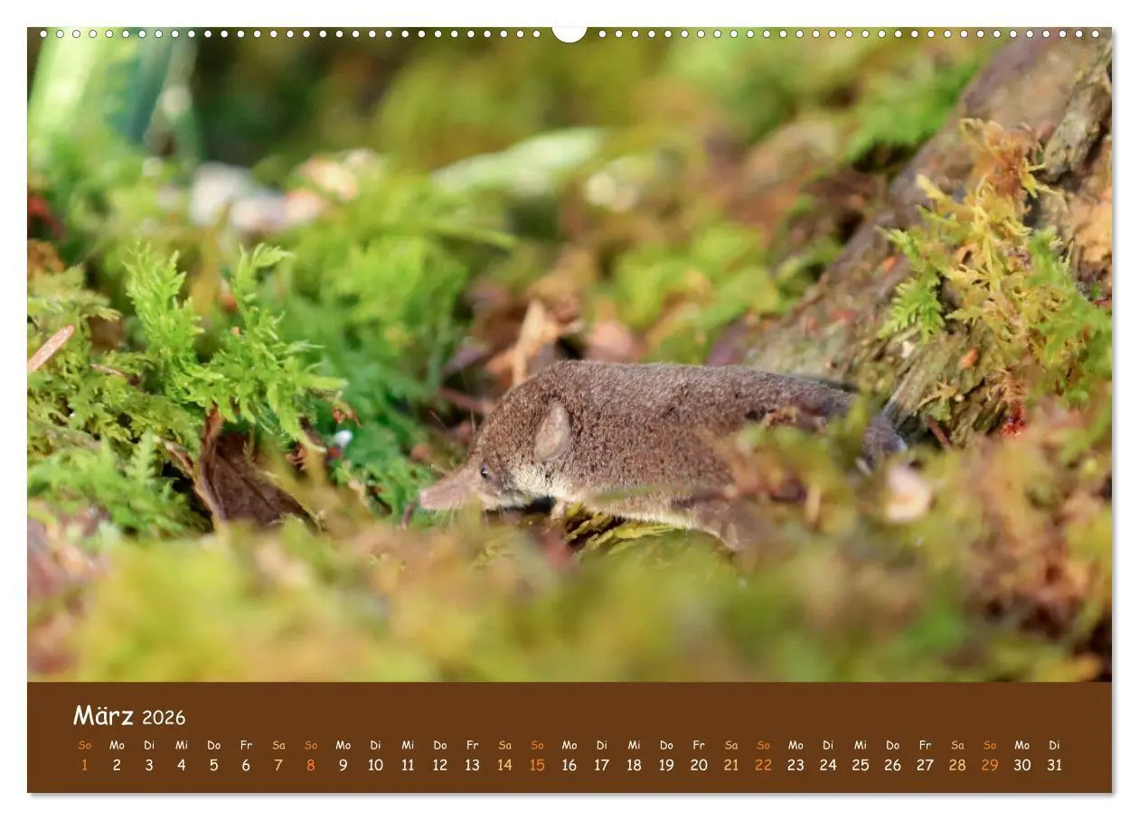 Bild: 9783457600542 | ES WIRD WILD Wildtiere von klein bis groß (hochwertiger Premium...
