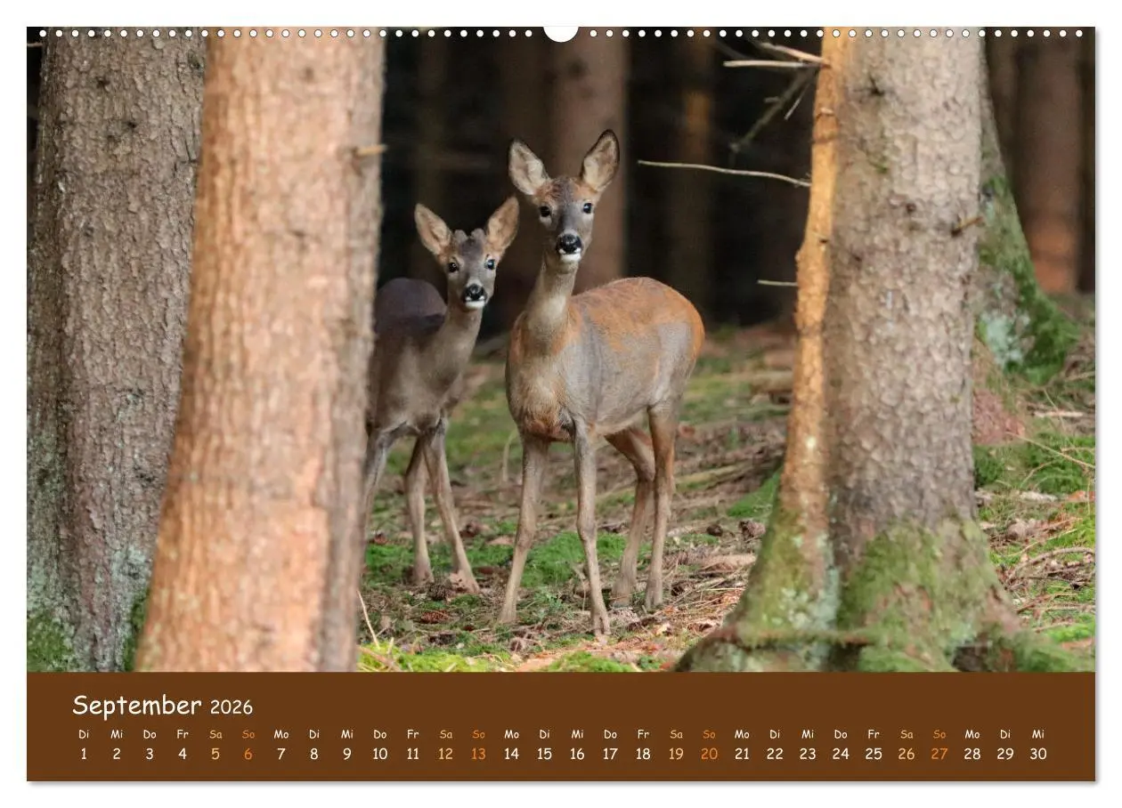 Bild: 9783457600542 | ES WIRD WILD Wildtiere von klein bis groß (hochwertiger Premium...