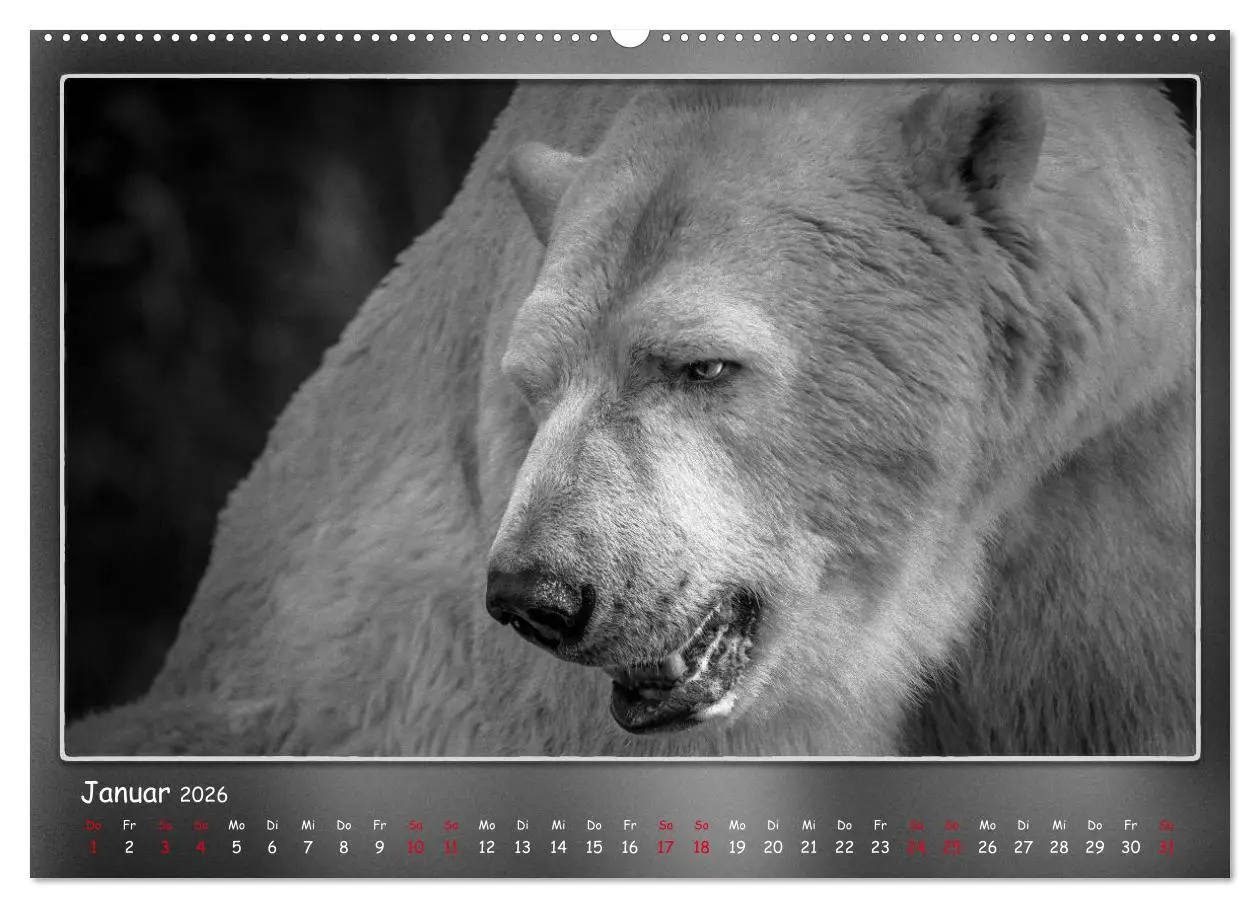 Bild: 9783457770542 | Tieren ins Gesicht geschaut (hochwertiger Premium Wandkalender 2026...