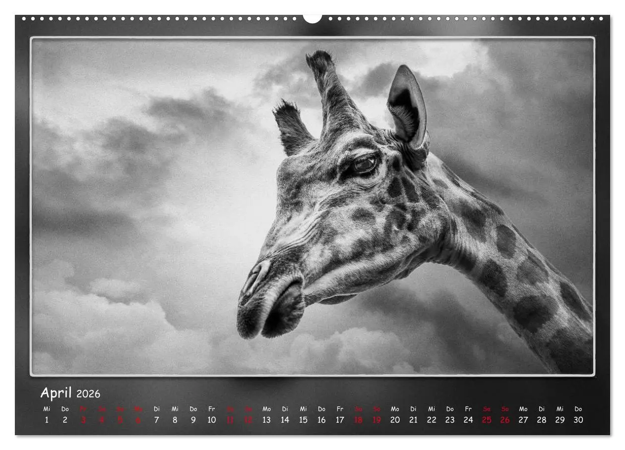 Bild: 9783457770542 | Tieren ins Gesicht geschaut (hochwertiger Premium Wandkalender 2026...