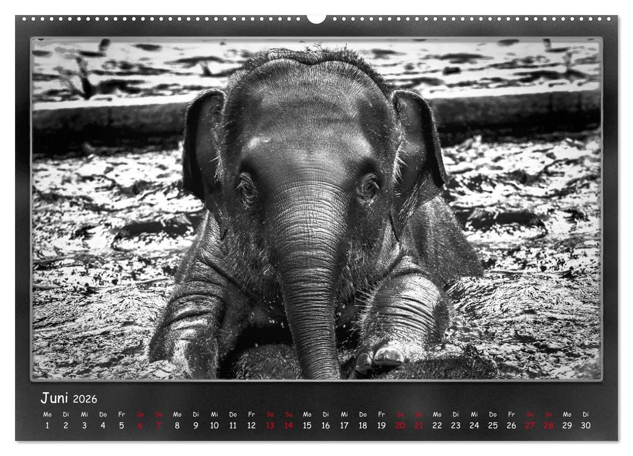 Bild: 9783457770542 | Tieren ins Gesicht geschaut (hochwertiger Premium Wandkalender 2026...