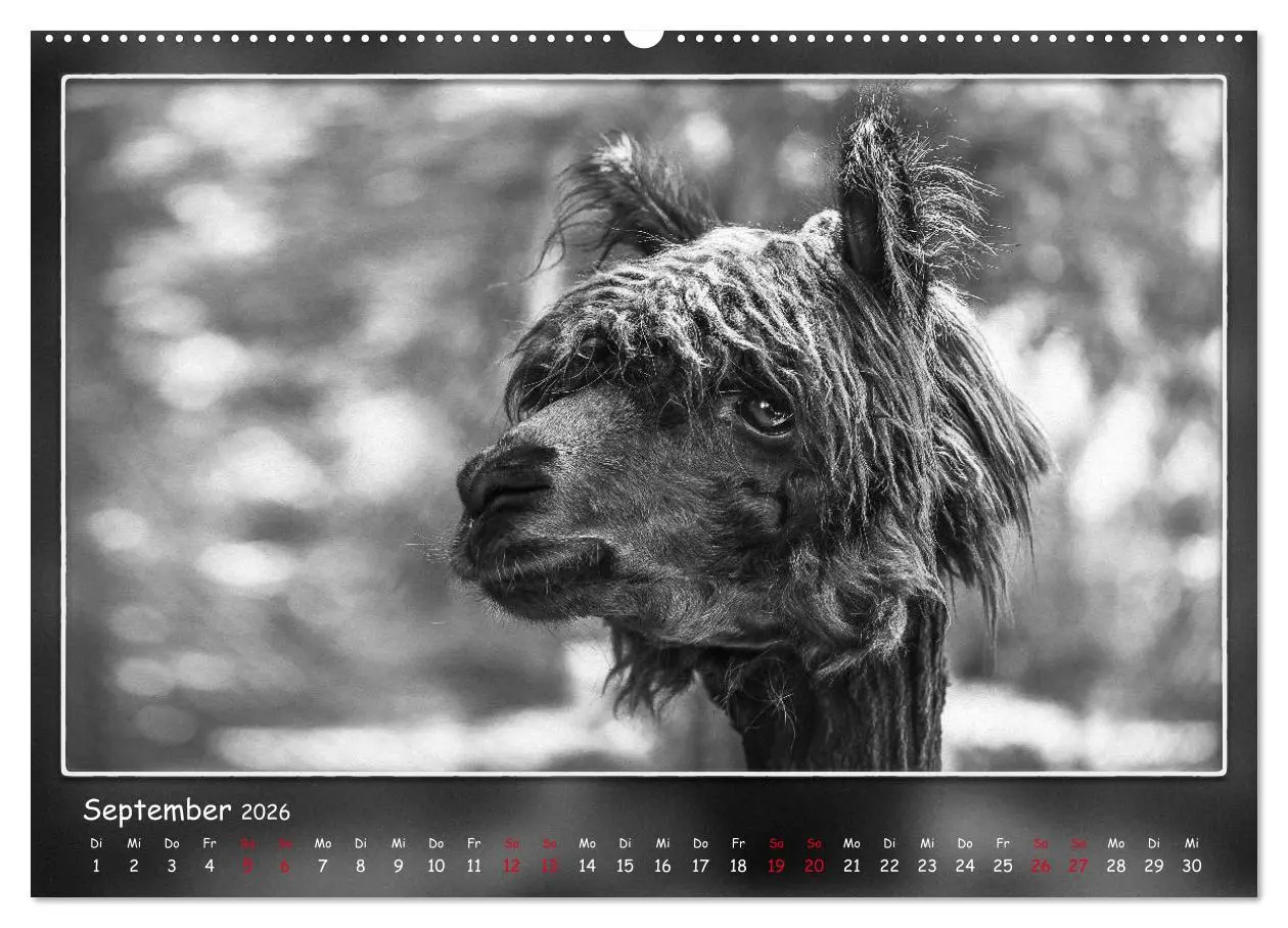 Bild: 9783457770542 | Tieren ins Gesicht geschaut (hochwertiger Premium Wandkalender 2026...