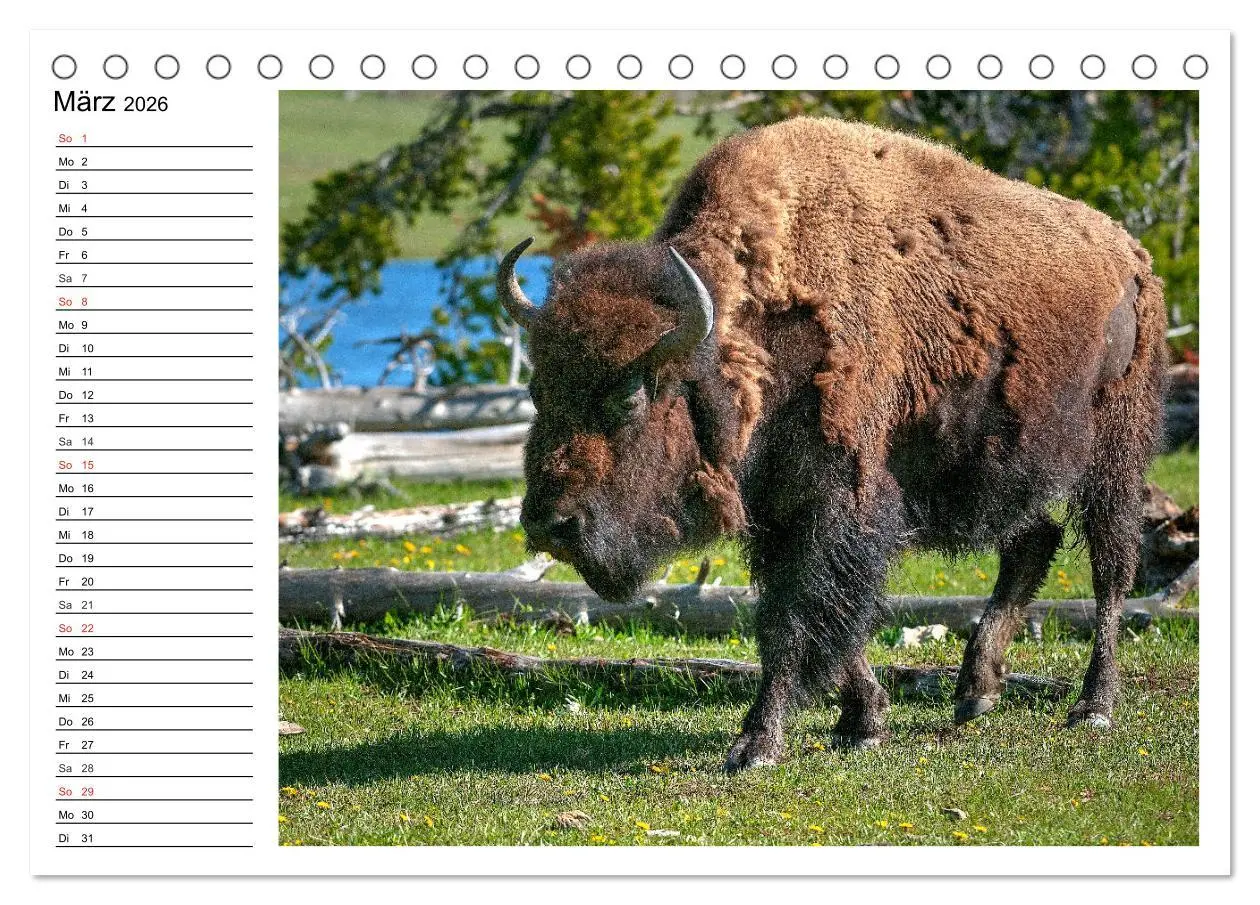 Bild: 9783516000542 | Der nordamerikanische Bison (Tischkalender 2026 DIN A5 quer),...
