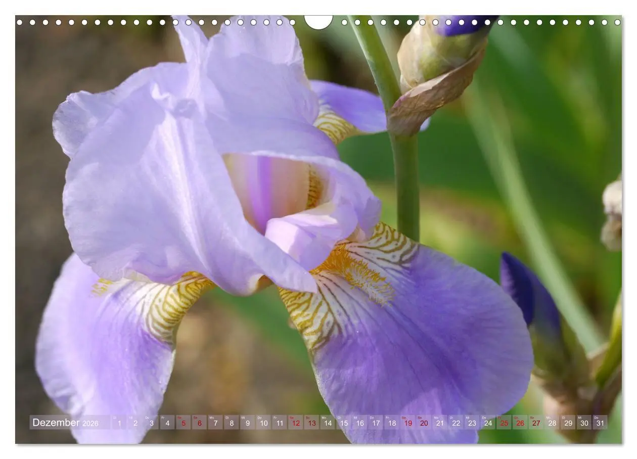Bild: 9783457830642 | Iris - mondäne Gartenschönheit (Wandkalender 2026 DIN A3 quer),...